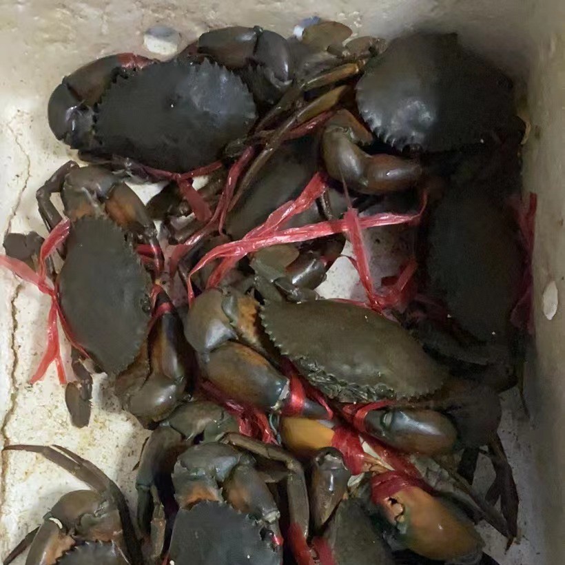 缅甸蟹中号1000g约5只