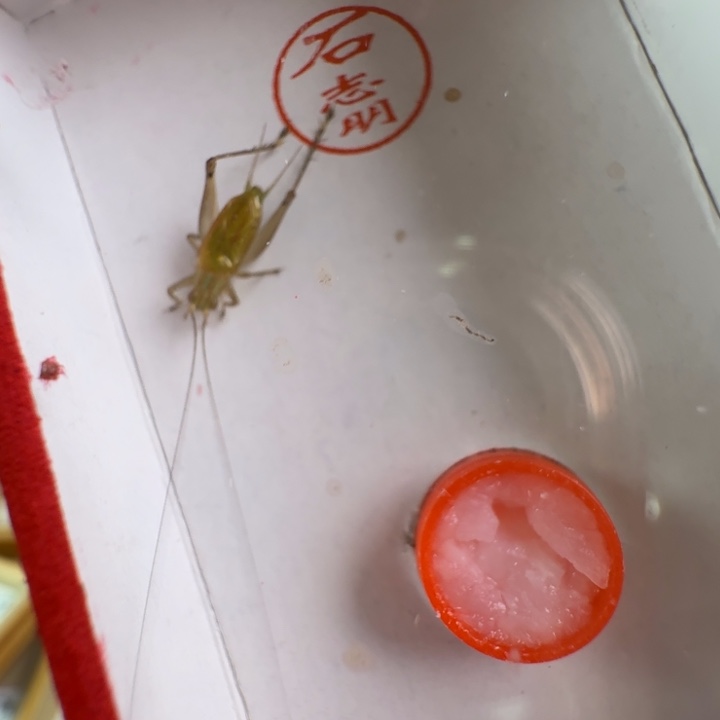 漂亮大黄龄一只合适