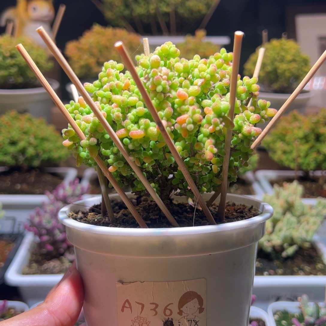 736金桔一物一拍包开箱