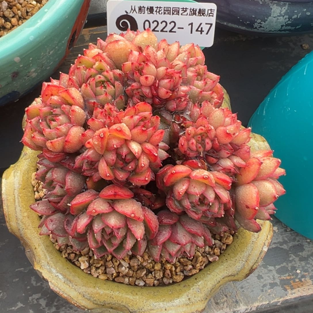 多肉精选编号0222-147