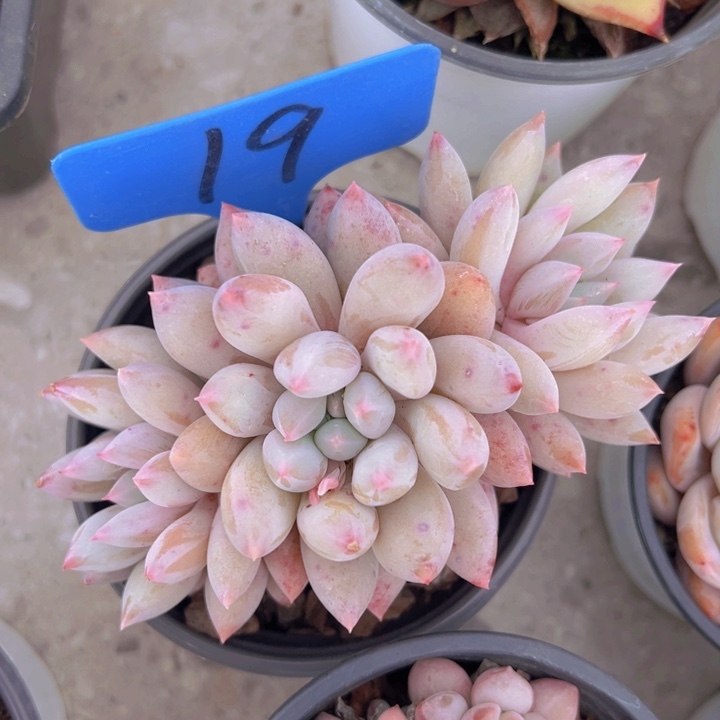 健健康康平平安安