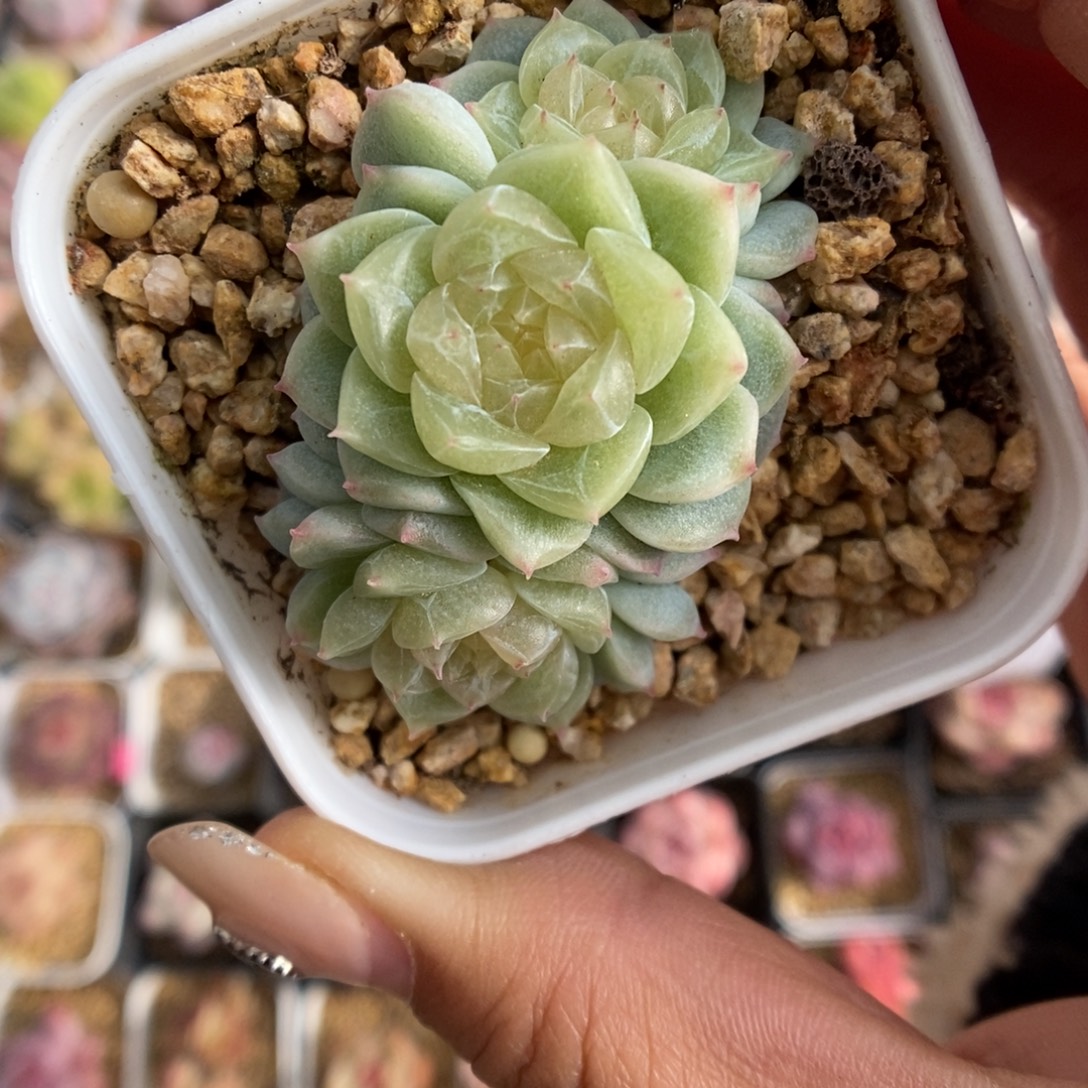 k***n泼天富贵4197号。   