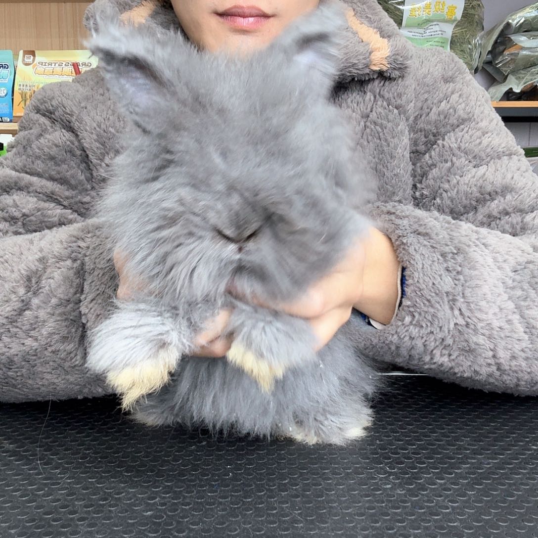 安哥拉免费2号 蓝灰弟弟