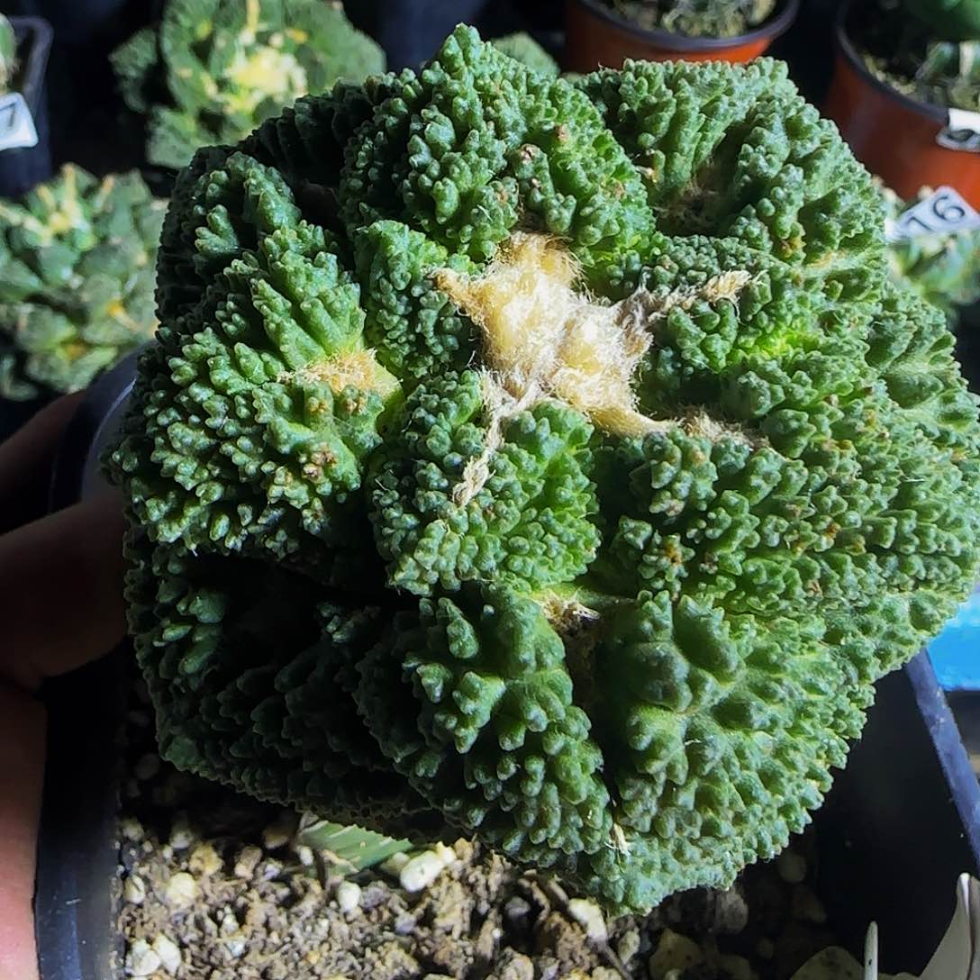 热****爷哥斯拉273仙人球