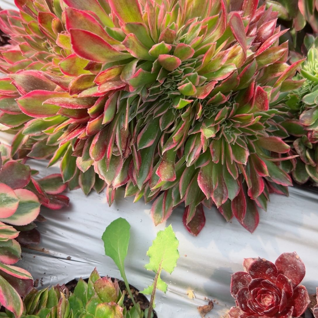 146 号多肉植物法师新号福利