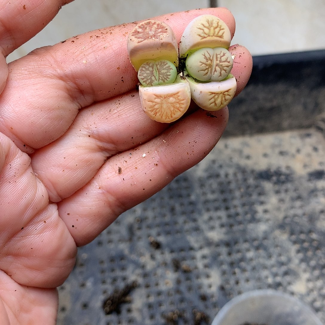 X85多肉植物保护研究所