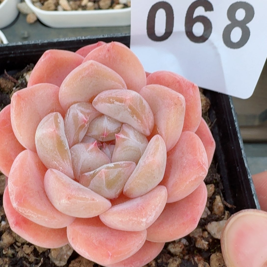 刚毅         精品多肉