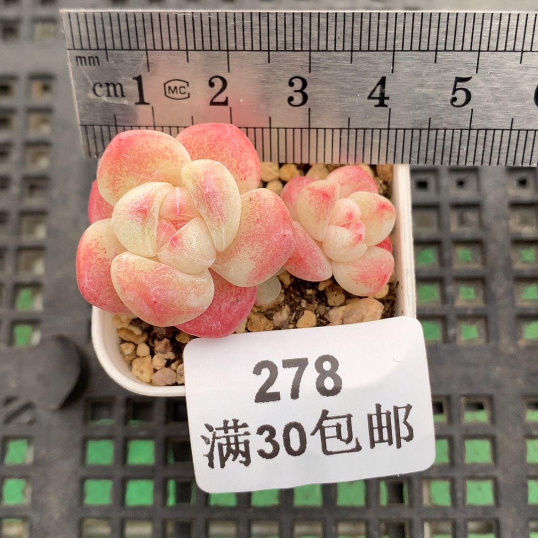 278。小脸粉糖心冰玉。三