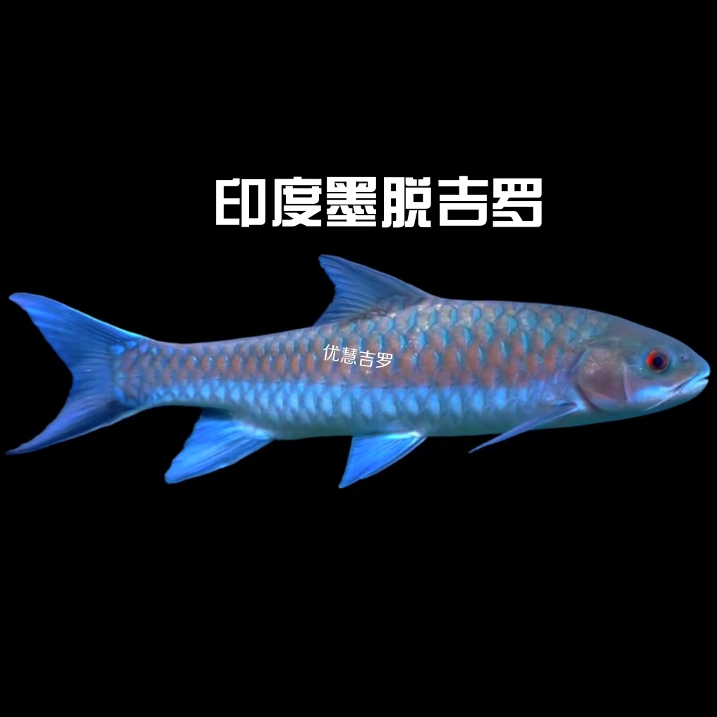 墨脱吉罗 （印度大型鱼）