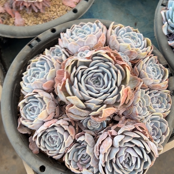 蓝色惊喜手捧多肉