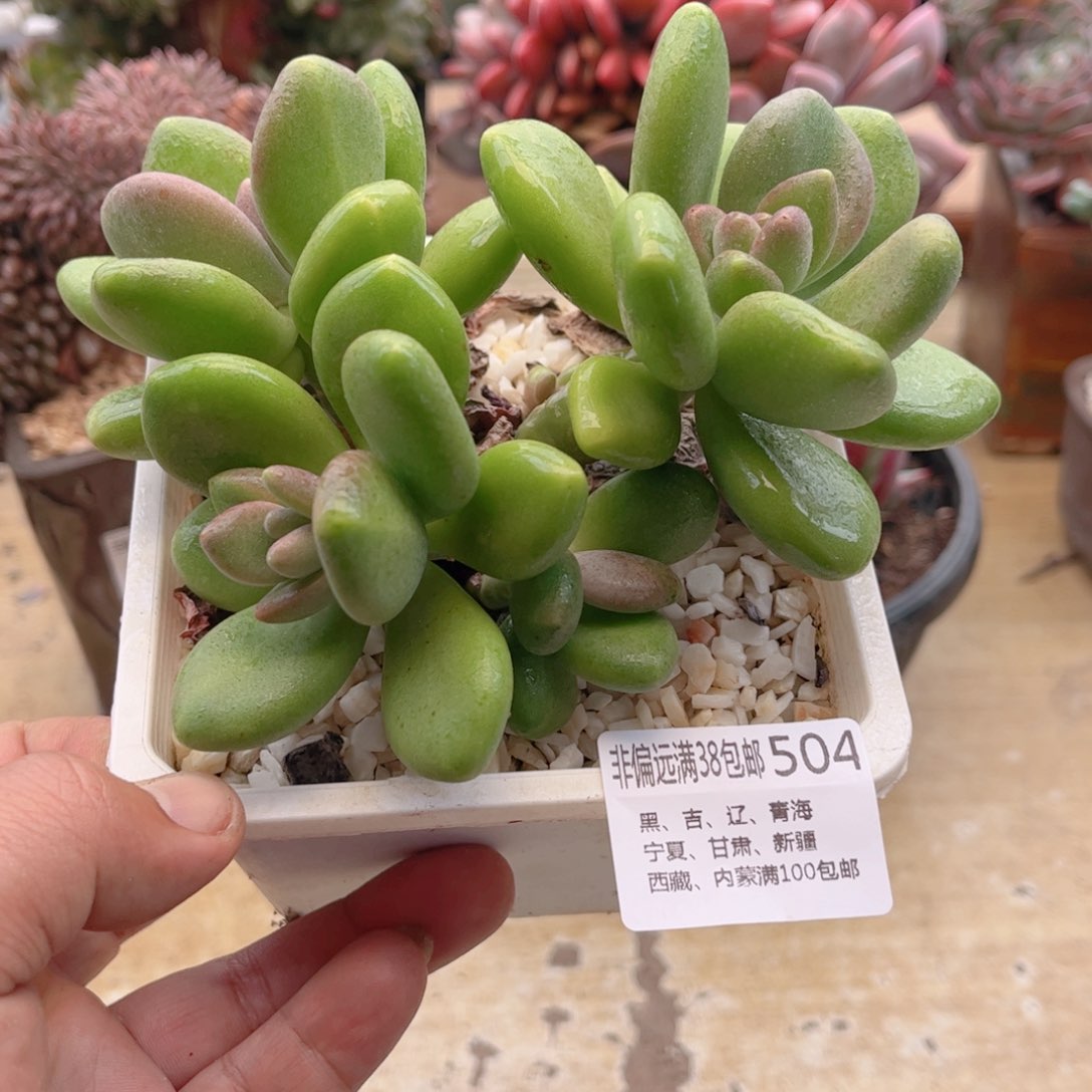 504芒果奶德华多肉