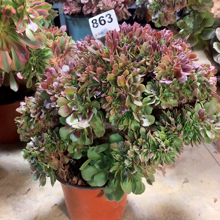 863 玫瑰缀多肉法师