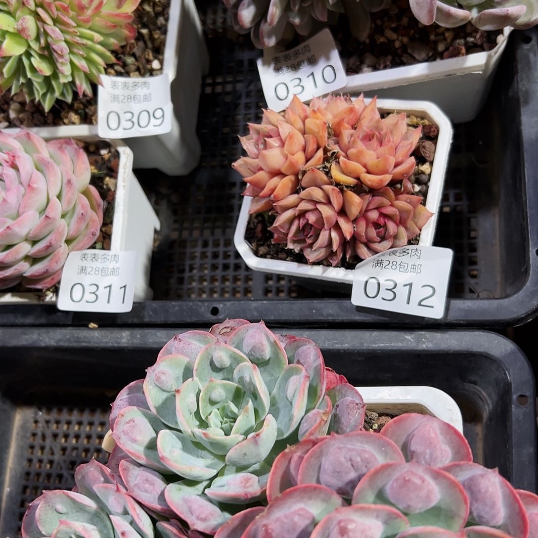 梦*多肉一物一拍0312