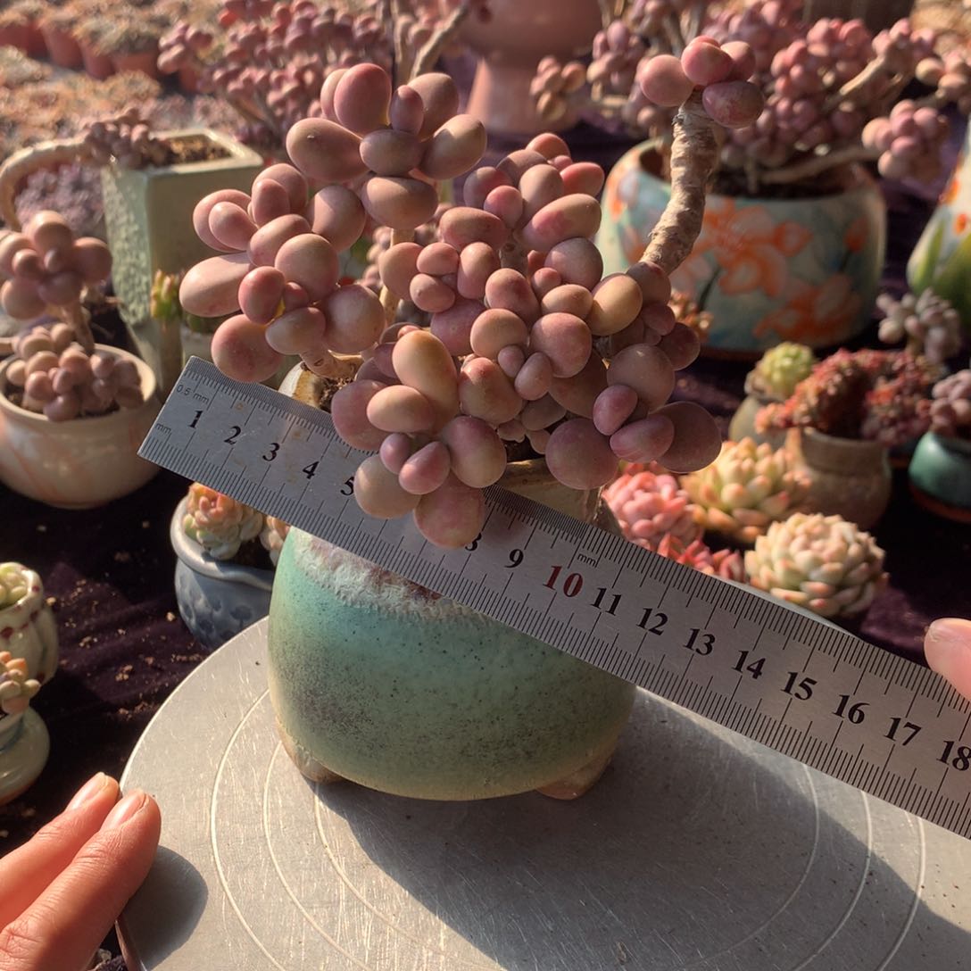 22号从不带盆偏远的不包邮的