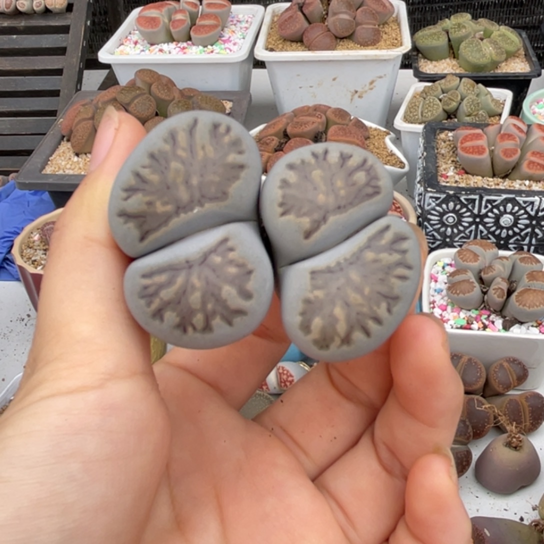 小心你一起吃2720