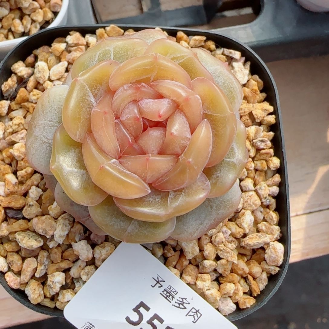 糖璃，5514多肉植物