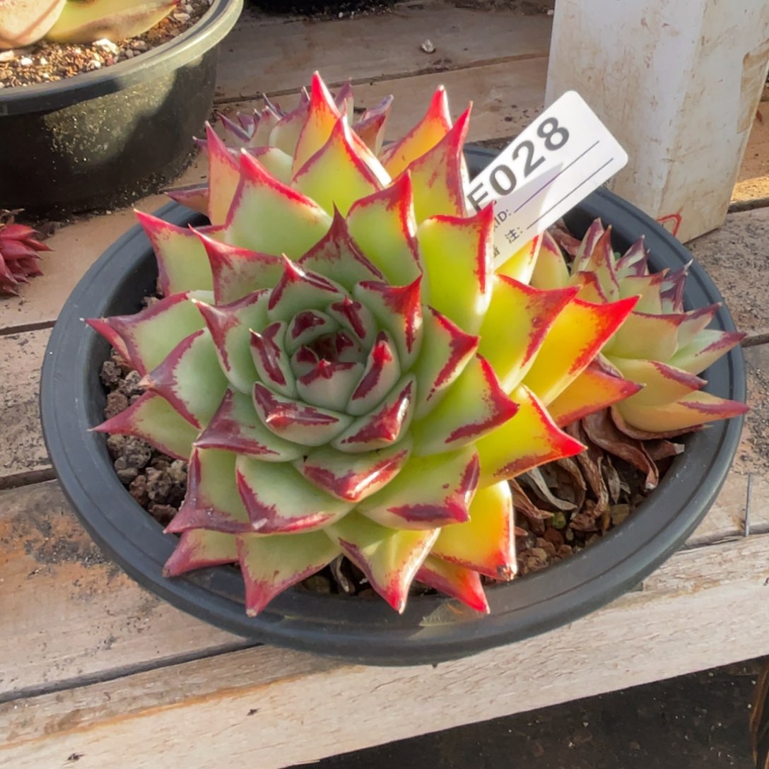 无花朵若如东云组拍E028