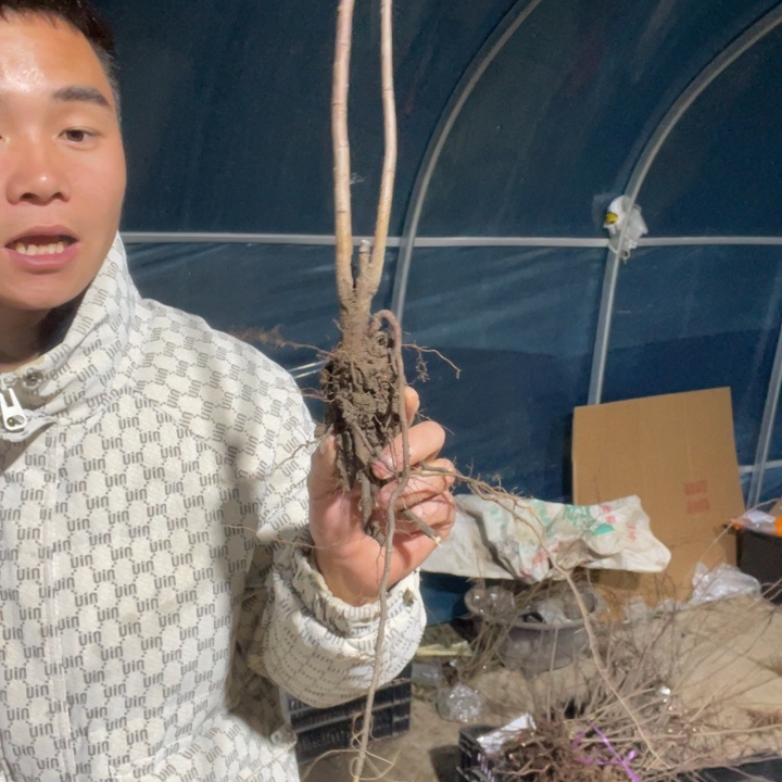 港之曙海棠花一颗苗