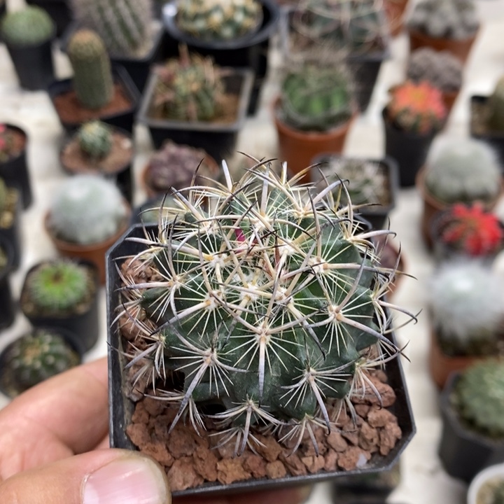 实生虎爪玉特价福利