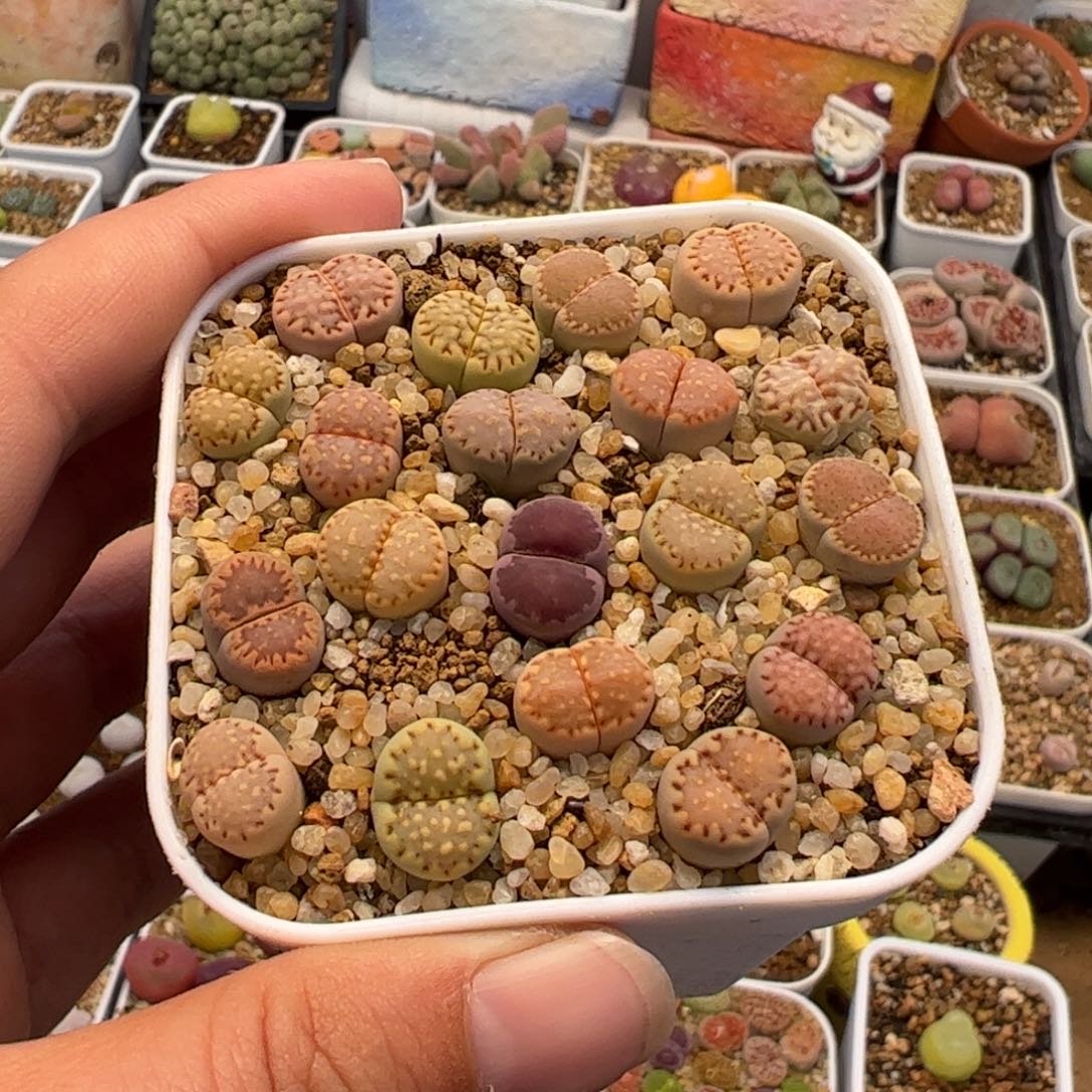 445多肉植物组合