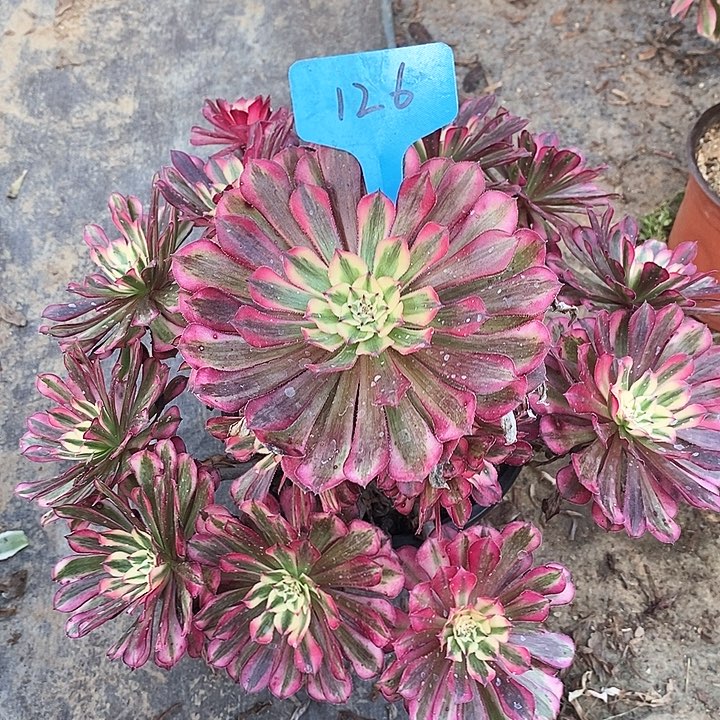 126 一颗红铜葫超白（断指没有售后