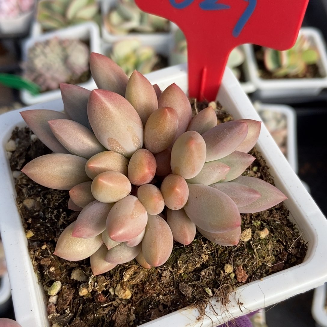 629车厘子多肉植物保护