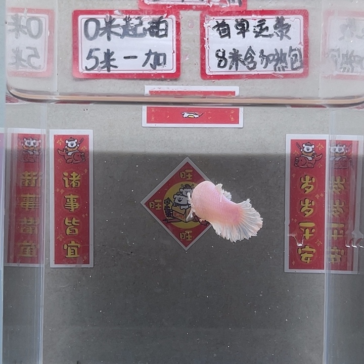 斗鱼泰国斗鱼母鱼混养