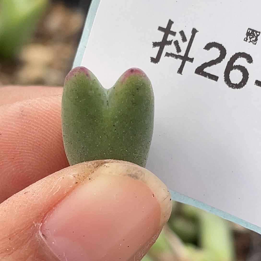 26-40比卡丘多肉植物