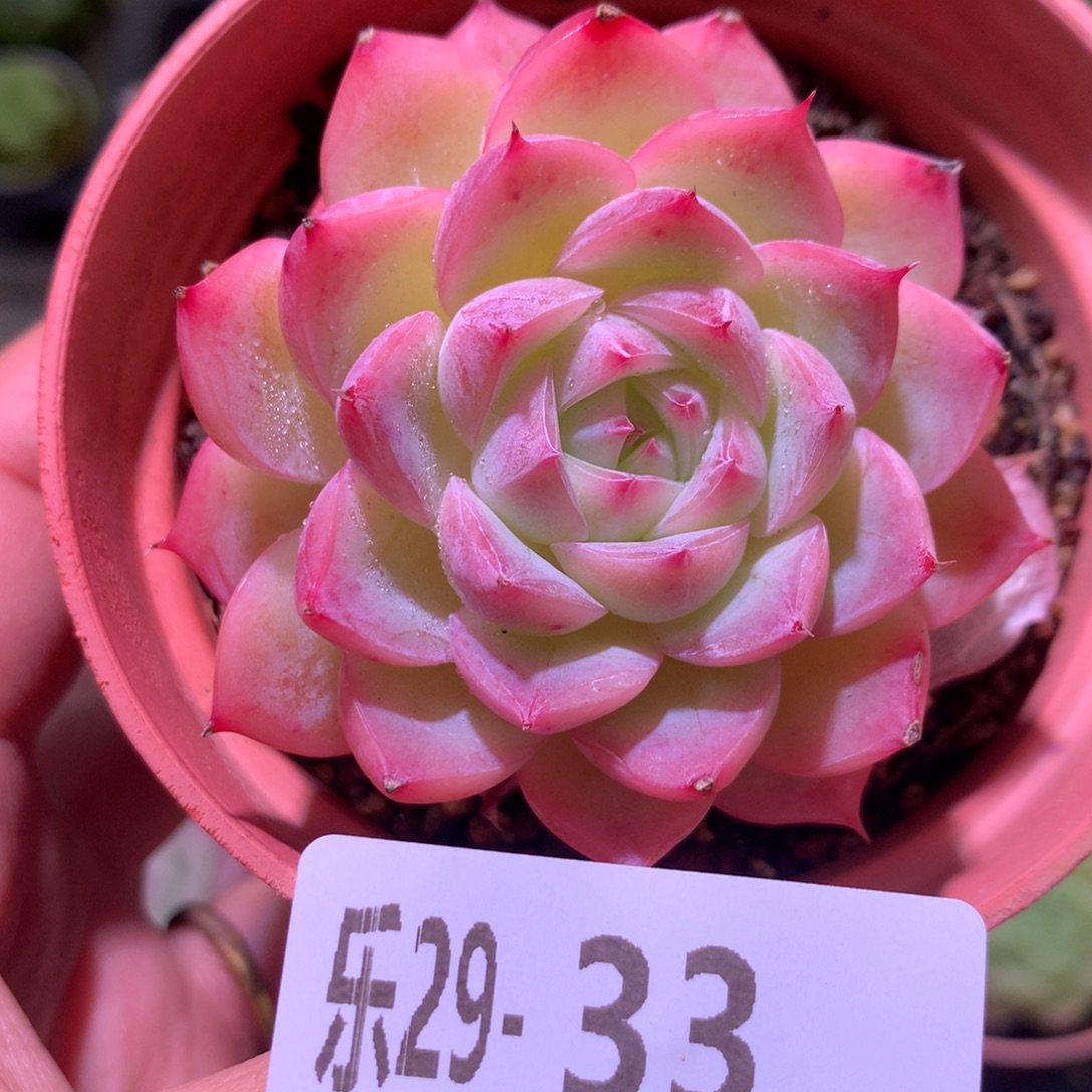 乐然29-33 粉水晶 