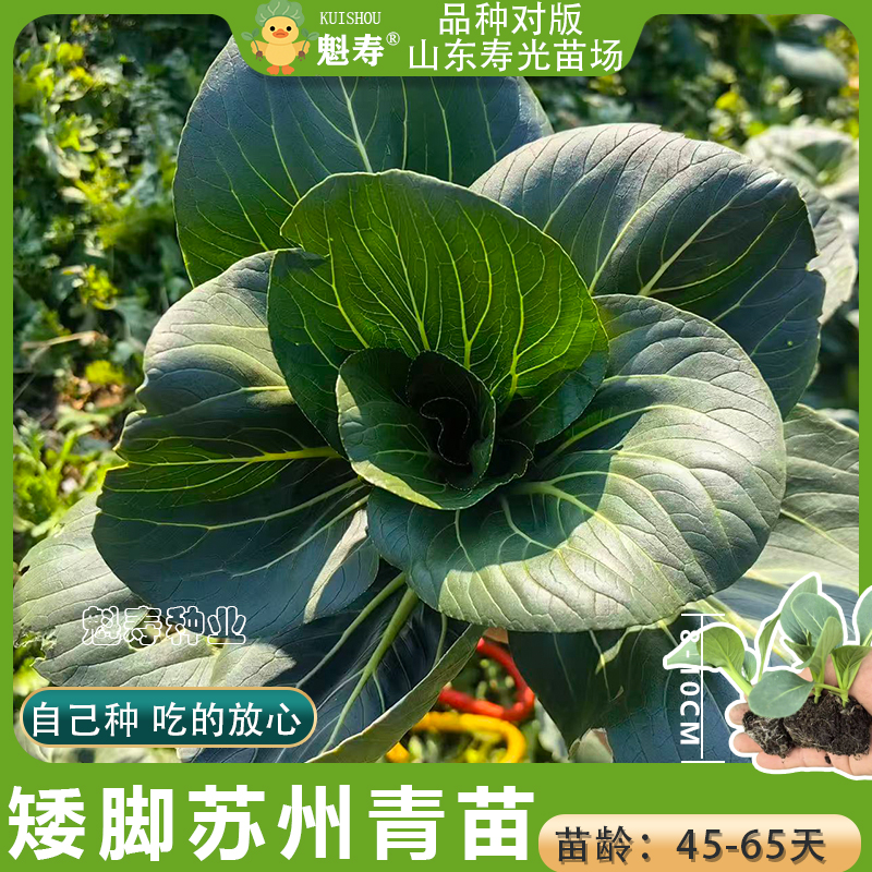 正宗黑叶矮脚苏州青菜秧苗带土秧苗油菜新鲜脆甜肉厚耐寒四季盆栽