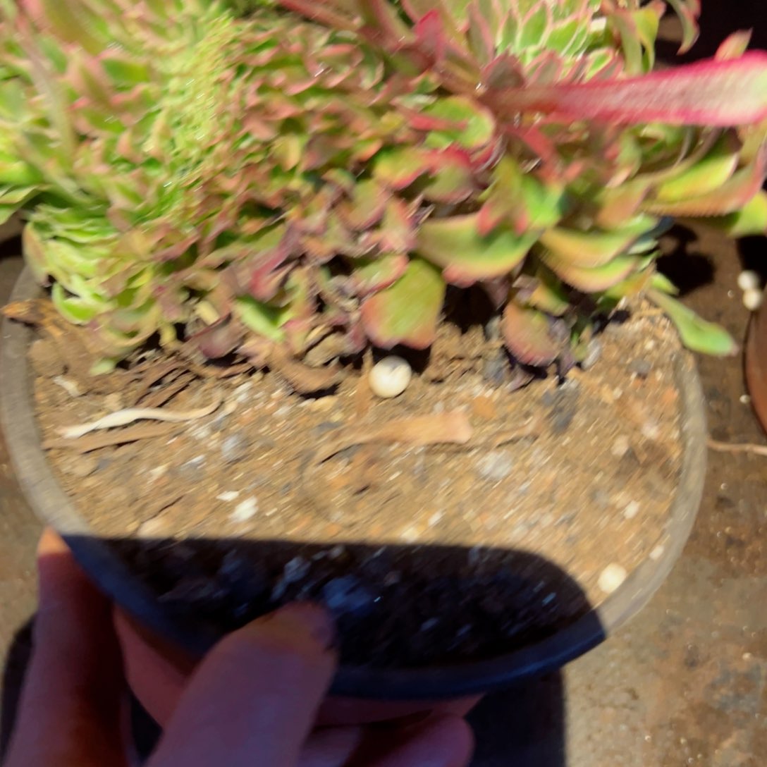 789 号多肉植物新年福利