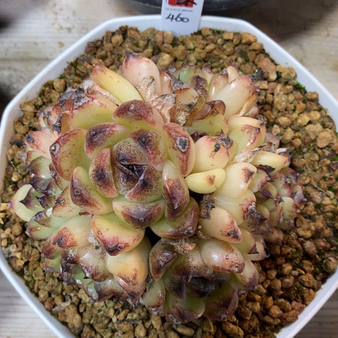 自助下单一物一拍多肉_过年可寄养问主播