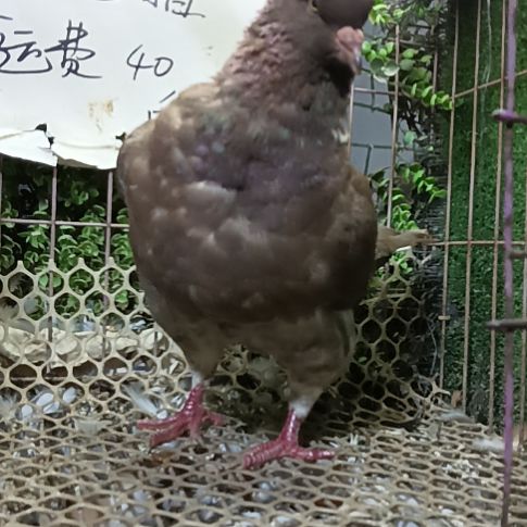 母鸽子一只鸽子母