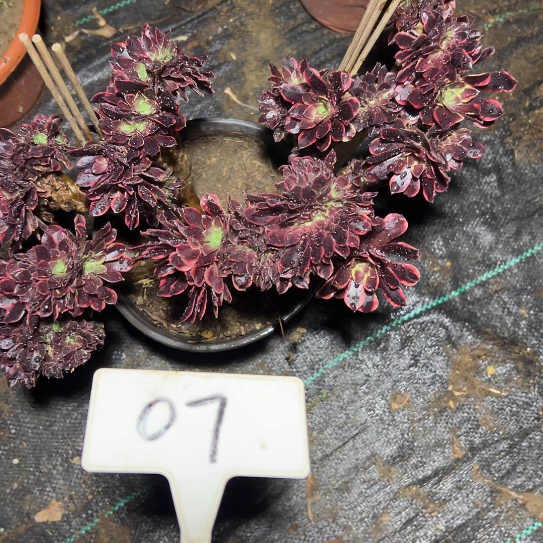 多肉植物欧嘉莉缀花07