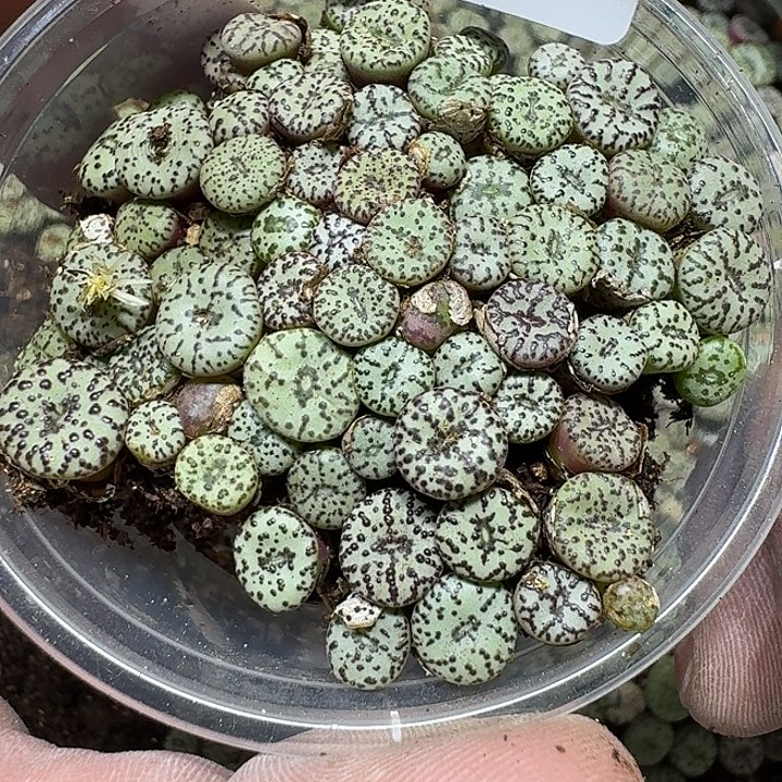 39 多肉植物多肉植物