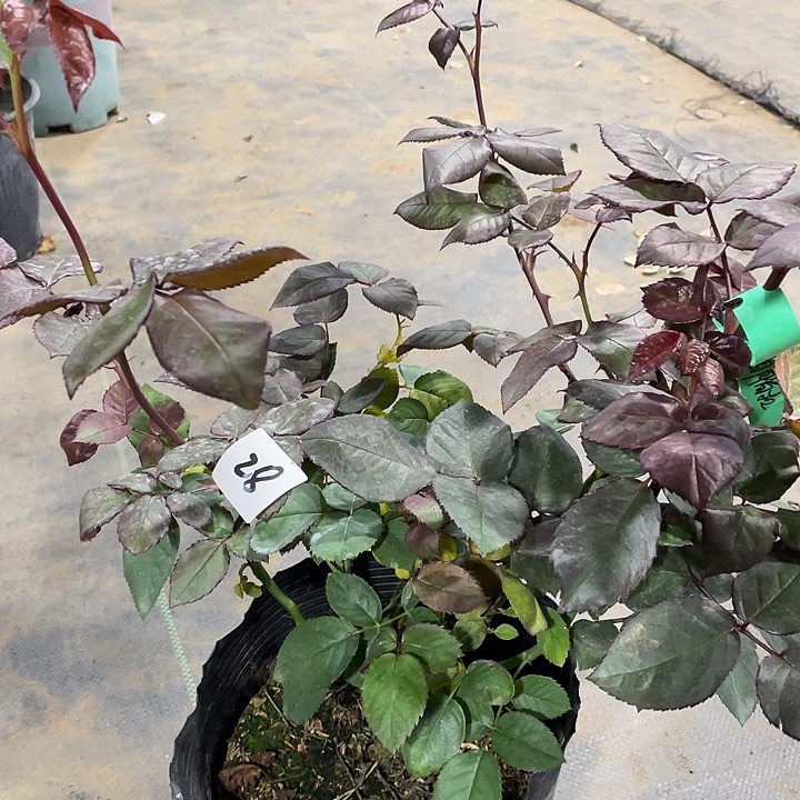 少量花朵（建议范围：2朵-5朵 或40%以下）28切花胭脂扣