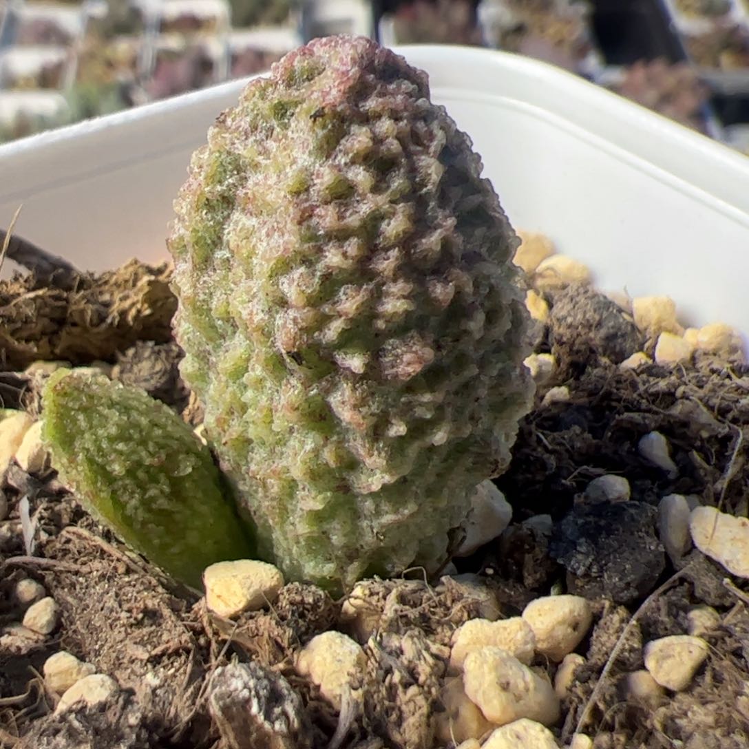 实生低叶苗多肉植物水泡多肉植物