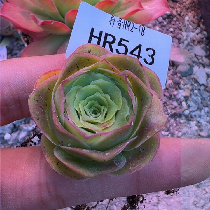 HR543土豪框各种88折