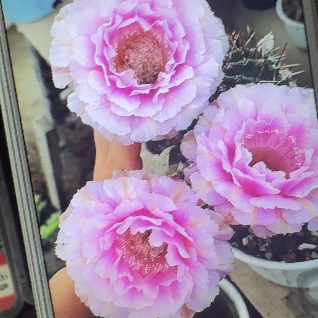 桃花落侧芽3公分彩草仙人球