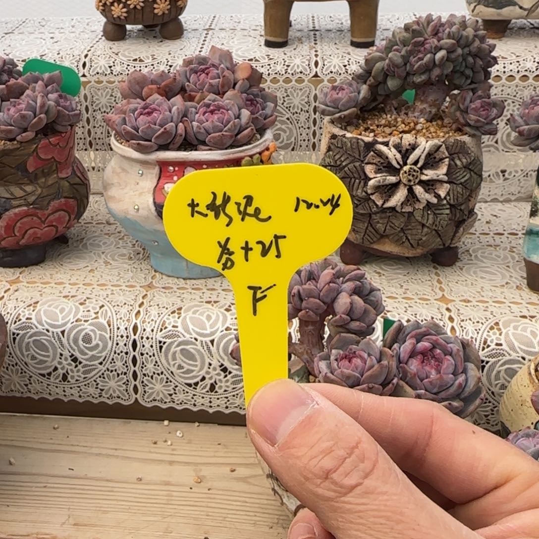 咘***咔布鲁大猫泥50+25发货多肉