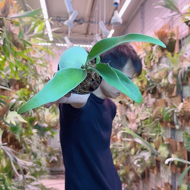 无花朵阳炎ar。    a22。 