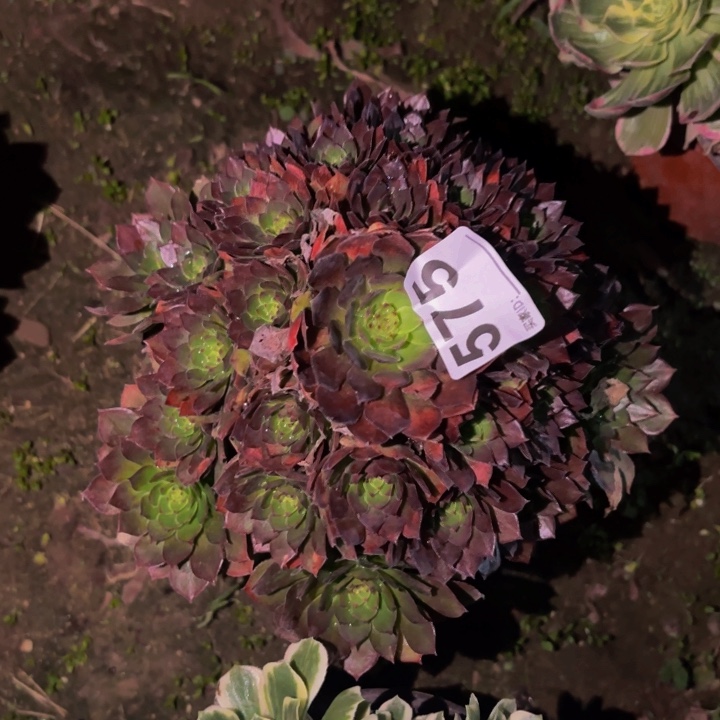 575红魔多肉植物不售后