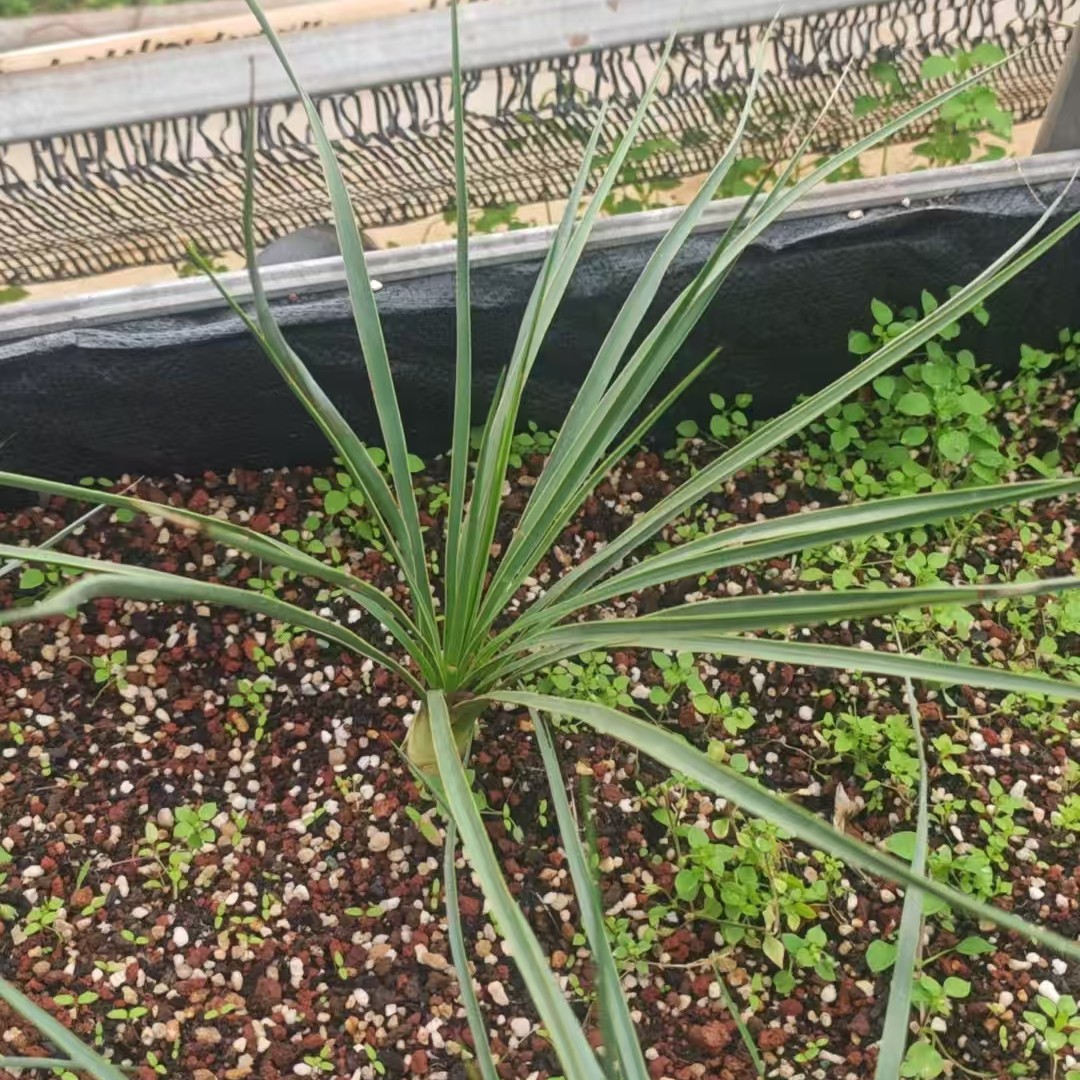 稻草人鸟喙丝兰, Yucca rostrata 实生