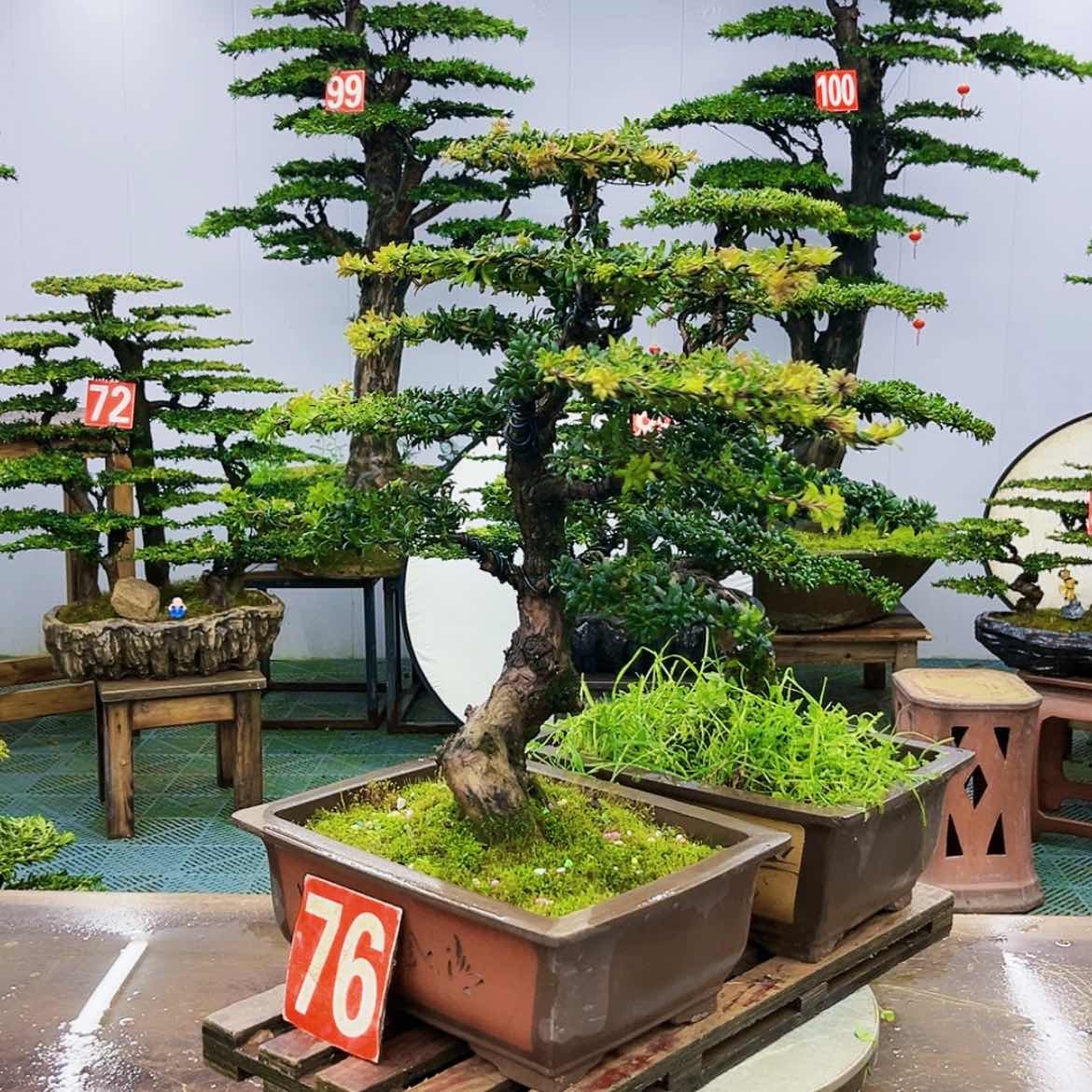 【闪购商品】罗汉松盆景的制作方法