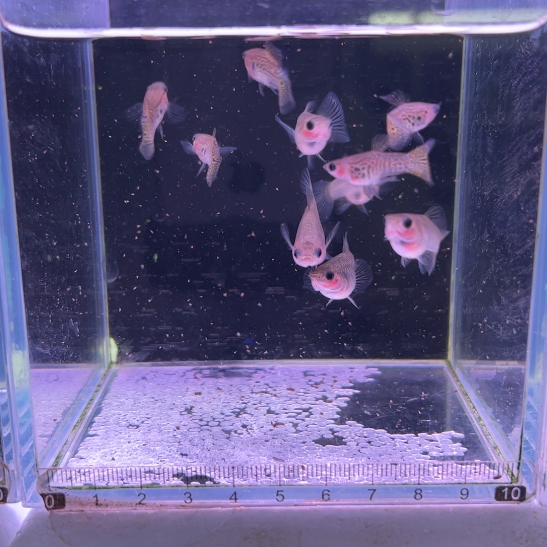 孔雀鱼野生色黄蕾丝玻璃猫5对