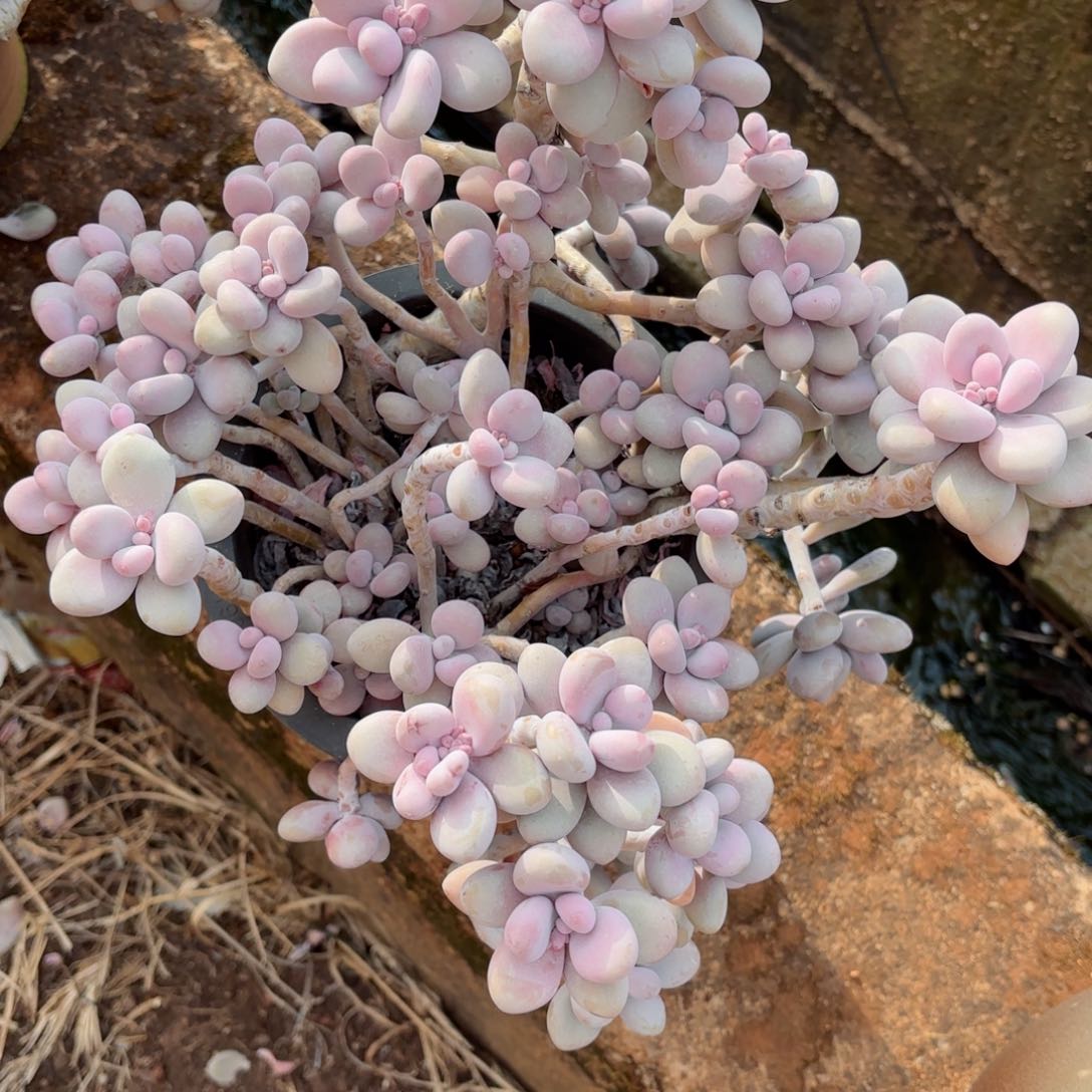 天**语桃蛋6-1。          