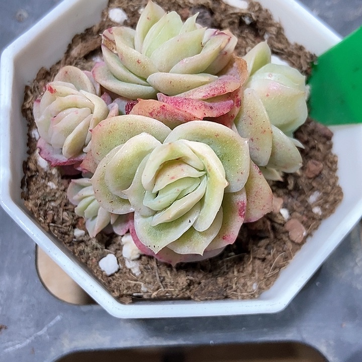 多肉植物冰玫瑰锦876