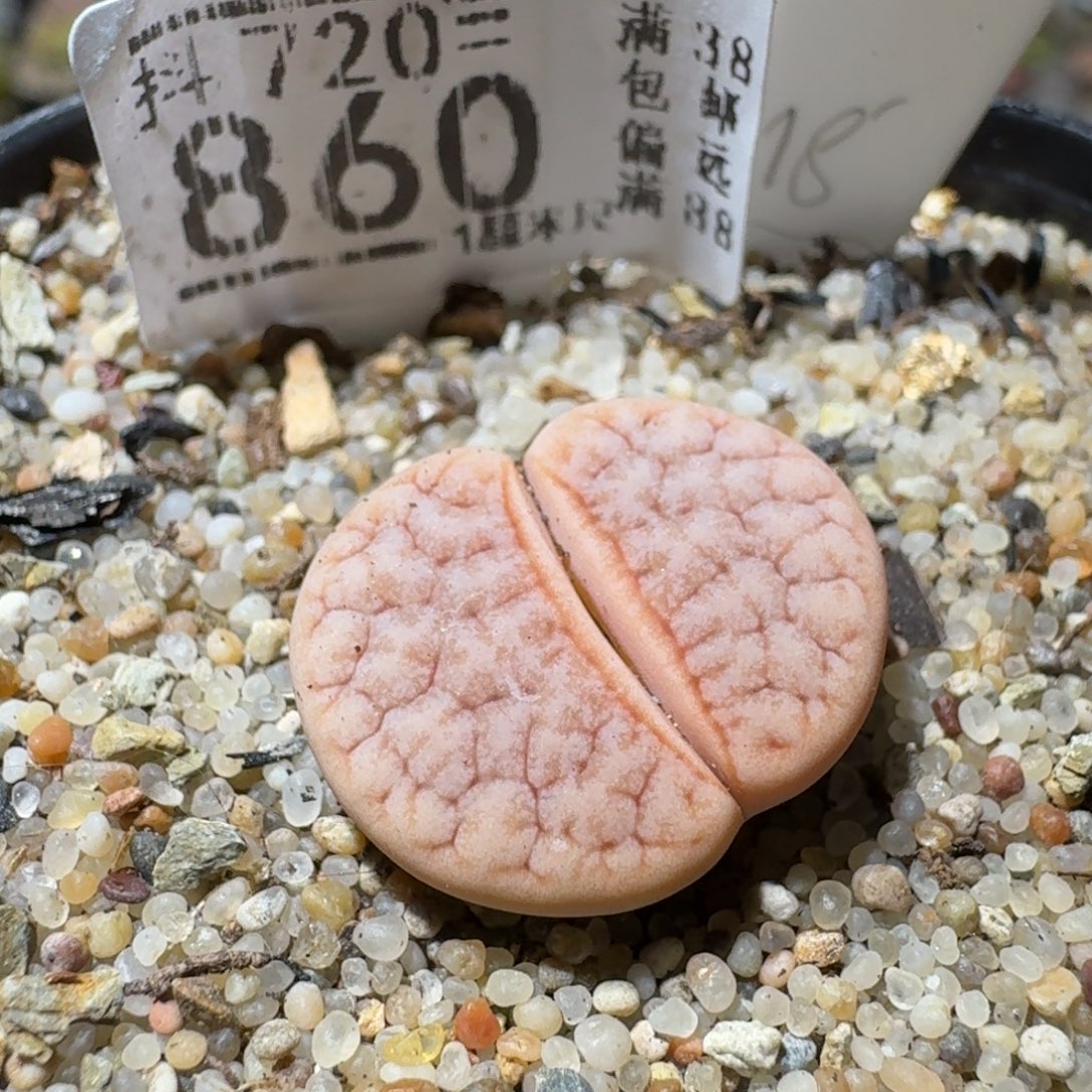 Sss生石花清货860