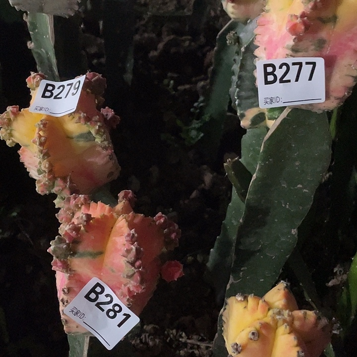 春***萌281！277！279栾三个