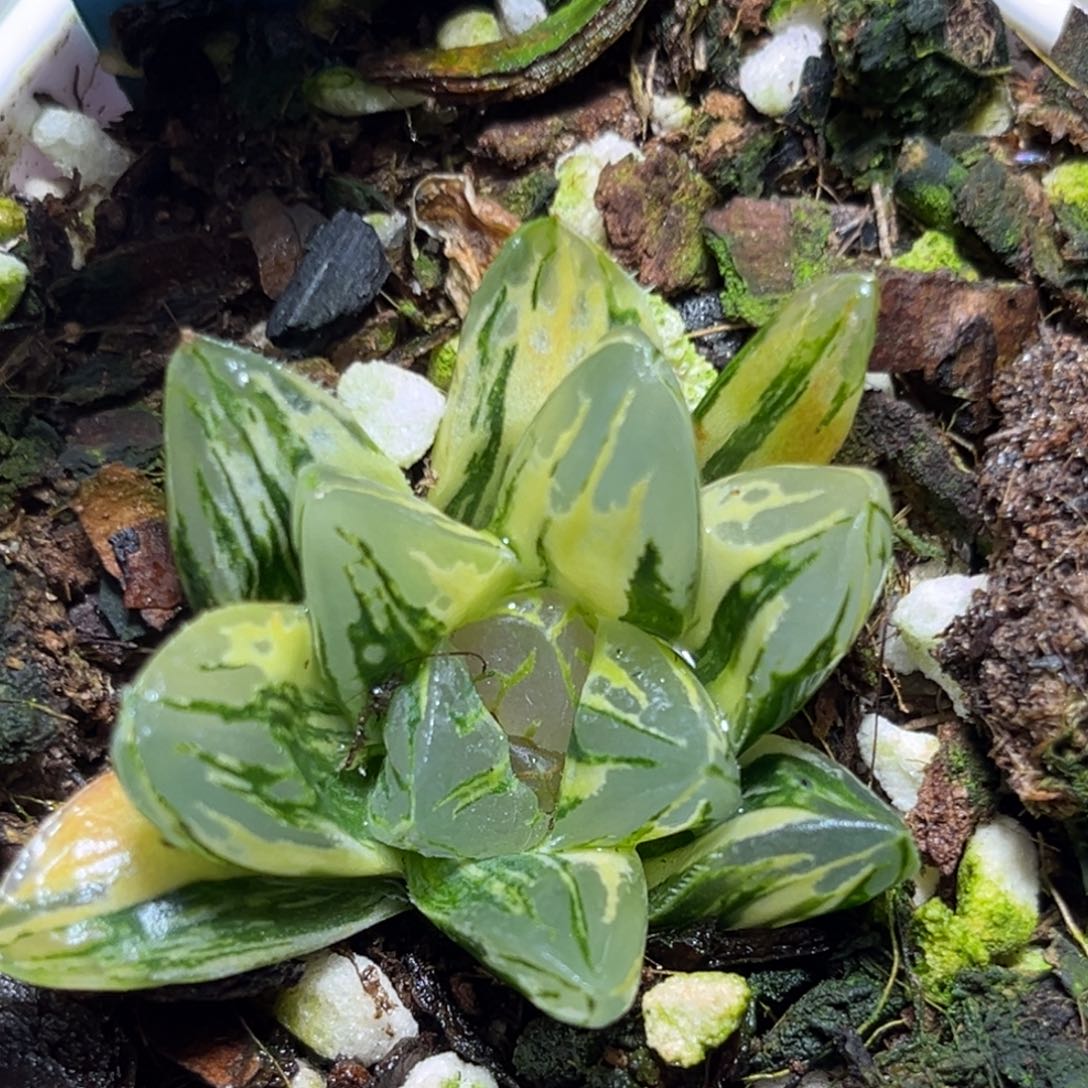 恭喜发财大吉大利0123